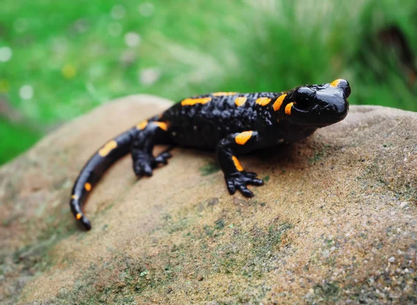 Salamandra Pedra Grama Verde Nas Montanhas Carpatian — Fotografia de Stock