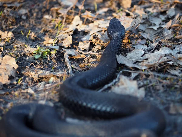 Black Dangerous Snake Forest Leaves — Stock Photo, Image
