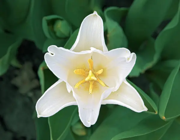 Trangulador Blanco Tulipán Primer Plano —  Fotos de Stock