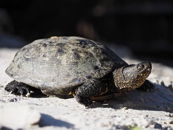 Tortuga Piedra Cerca Del Lago Durmiendo Cerca — Foto de Stock