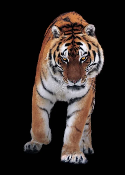 Tiger Isolated Black Running Camera — Stock Photo, Image