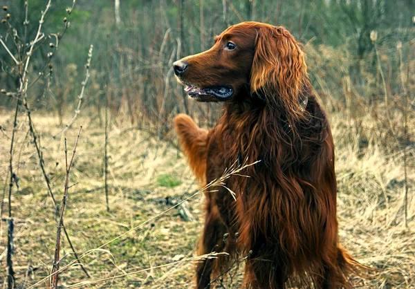 Anjing Merah Hutan — Stok Foto
