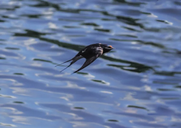 Engolir Voo Sobre Lago — Fotografia de Stock