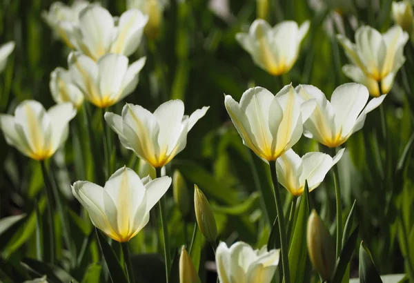 Tulipanes Blancos Amarillos Muchos Sol —  Fotos de Stock