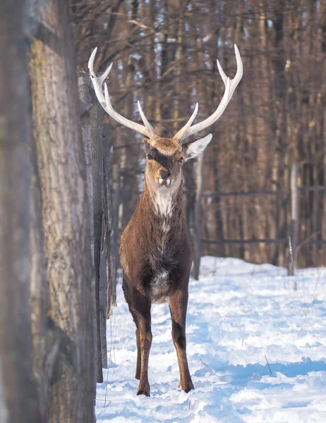 Cerfs Dans Forêt Enneigée Soleil Gros Plan — Photo