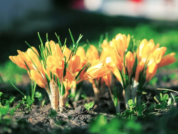 Krokussen Het Groene Gras Voorjaar — Stockfoto