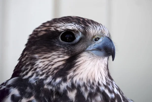 Eagle Ernstige Portret Van Linker Kant — Stockfoto