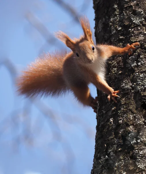 Σκίουρος Κόκκινη Στο Δέντρο Βλέπουν Φωτογραφική Μηχανή — Φωτογραφία Αρχείου