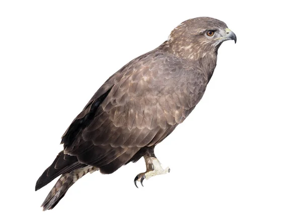 Eagle Bruin Vergadering Geïsoleerd Wit — Stockfoto