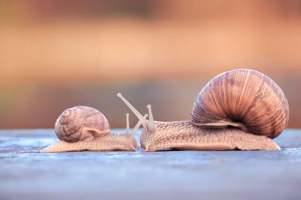 Caracóis Olhando Uns Aos Outros — Fotografia de Stock