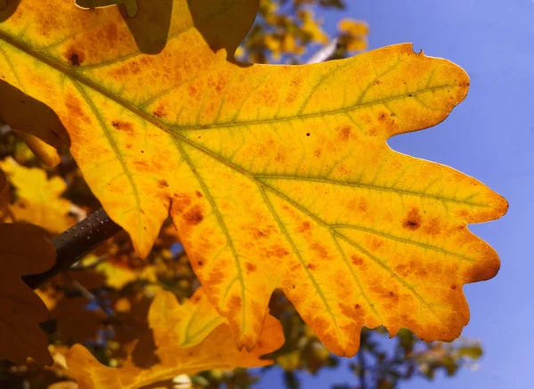 Yellow Oak Leaf Blue Sky Background — Stock Photo, Image