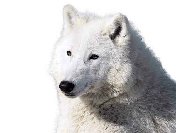 White wolf laying close-up isolated at white