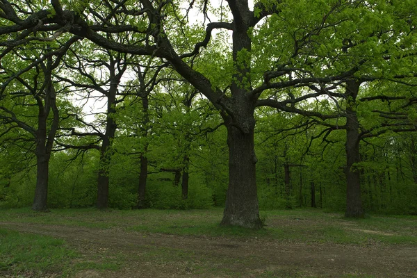 Grand Chêne Dans Forêt Verte — Photo