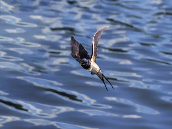 Tragar Vuelo Sobre Lago — Foto de Stock