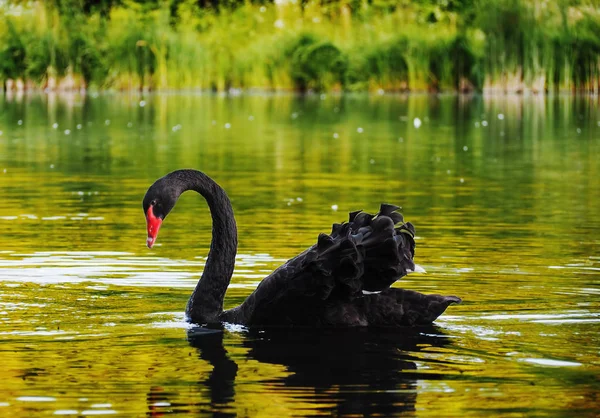 Μαύρος Κύκνος Που Ιδρώνει Στην Όμορφη Λίμνη — Φωτογραφία Αρχείου