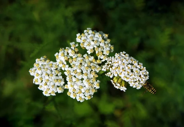 蜜蜂飞向白花 — 图库照片