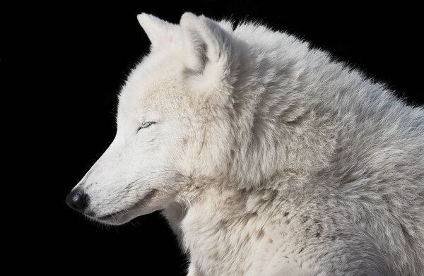 White wolf sleeping isolated at black