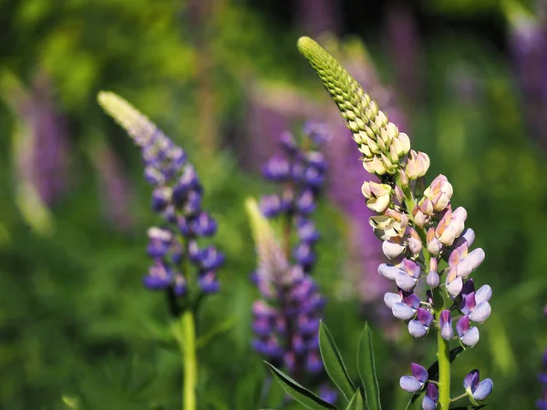 Blumen Lupinenblau Grünen Grasbüschel — Stockfoto