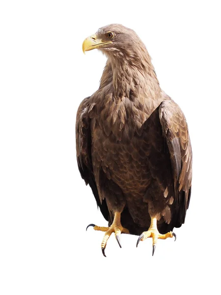 Eagle Bruin Zit Geïsoleerd Witte — Stockfoto