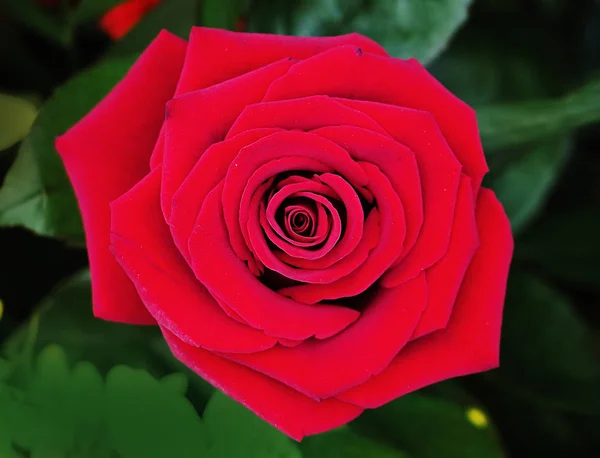 Rosa Vermelha Após Chuva Fechar Grama Verde — Fotografia de Stock