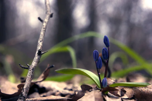 Snowdrop Road Sky Wood Stick — Stock Photo, Image