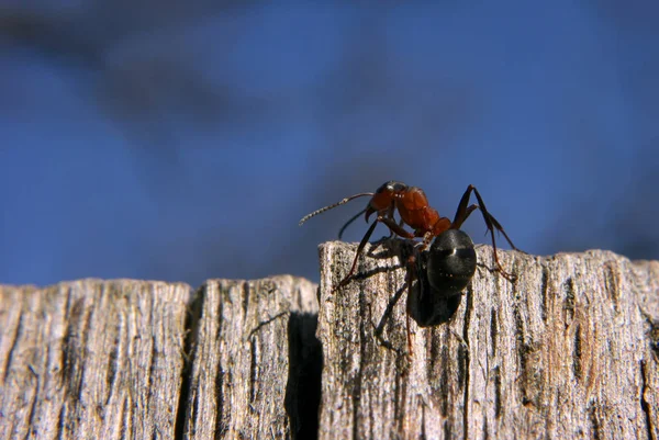 Formiga Quase Topo Olhando Para Trás — Fotografia de Stock