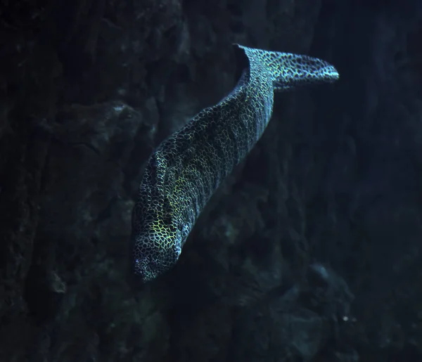 Murena Snake Spotted Deep Ocean Rock — Stock Photo, Image