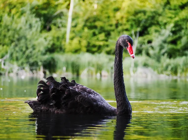 Schwarzer Schwan Schwitzt Schönen See — Stockfoto