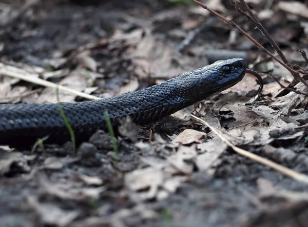 Snake Black Hrůzu Listí Lese — Stock fotografie