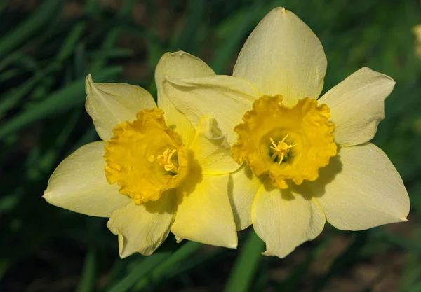 Flores Narcisas Amarillas Hierba Verde — Foto de Stock