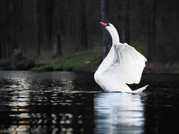 Cisne Branco Pouso Lago Escuro Com Belas Asas Brancas — Fotografia de Stock