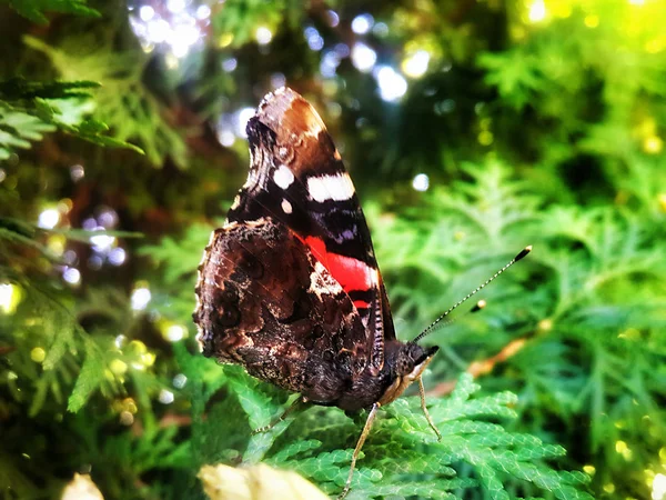 Zwart Met Rode Witte Vlekken Vlinderslag Bij Boom — Stockfoto