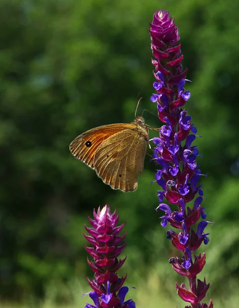Butterfly Oranje Grauw Lycaon Een Zonnige Bloem Verticale — Stockfoto
