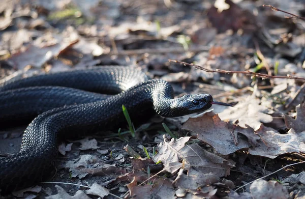 Černý Had Vplíží Lesa Podzimní Listí Ukazuje Červený Jazyk — Stock fotografie