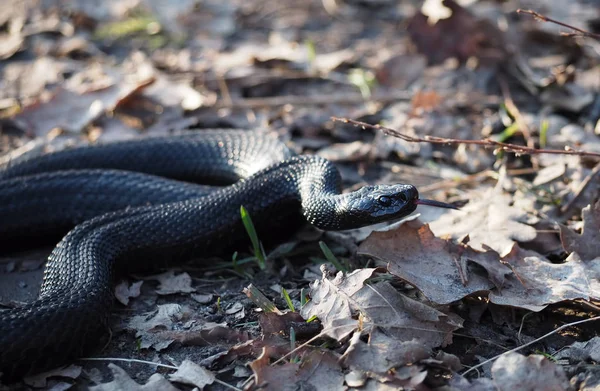 Serpiente Negra Arrastra Bosque Las Hojas Otoño Muestra Lengua Roja — Foto de Stock