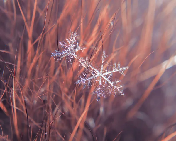 Schneeflocke Schön Auf Dem Bunten Hintergrund Makro — Stockfoto