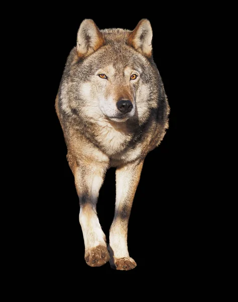 Serigala Berdiri Abu Abu Ukuran Penuh Lucu — Stok Foto
