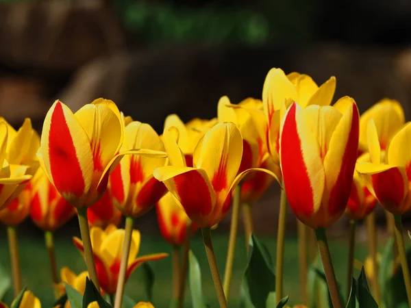 Żółte Tulipany Zamknij Się — Zdjęcie stockowe