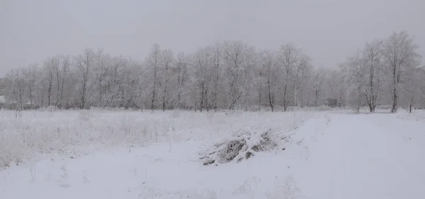 Zmrazené Zimy Stromy Poblíž Bílé Silnici — Stock fotografie