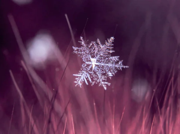 Schneeflocke Schön Auf Dem Bunten Hintergrund Makro — Stockfoto