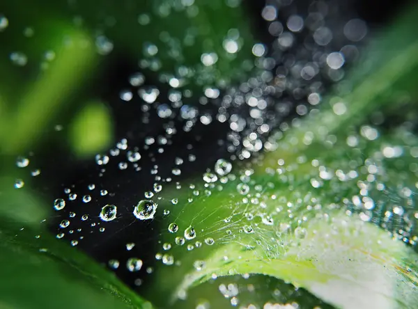 Σταγόνες Νερού Στο Καθαρό Τον Αέρα Πράσινα Φύλλα Spyder Κοντινό — Φωτογραφία Αρχείου