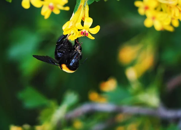 Bumblebee Grande Jardim Flowersat Amarelo Néctar Bebendo — Fotografia de Stock