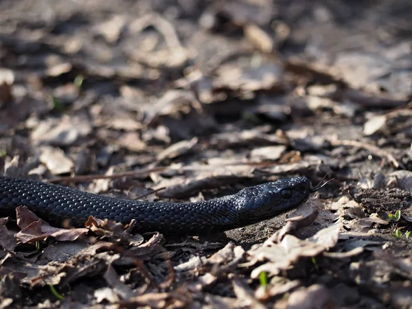 Preto Cobra Perigosa Nas Folhas Língua Floresta Para Fora — Fotografia de Stock