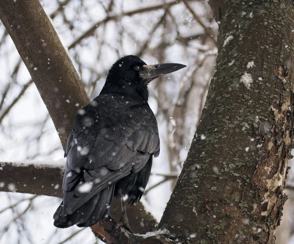 Schwarzer Rabe Sitzt Baum Unter Dem Schneefall — Stockfoto