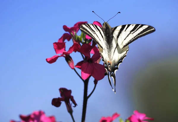Motyl Papolio Machaon Lądowania Fioletowy Kwiat Kwitnąć Błękitne Niebo Widok — Zdjęcie stockowe
