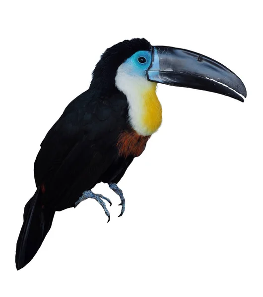 Tucan Sentado Isolado Branco — Fotografia de Stock