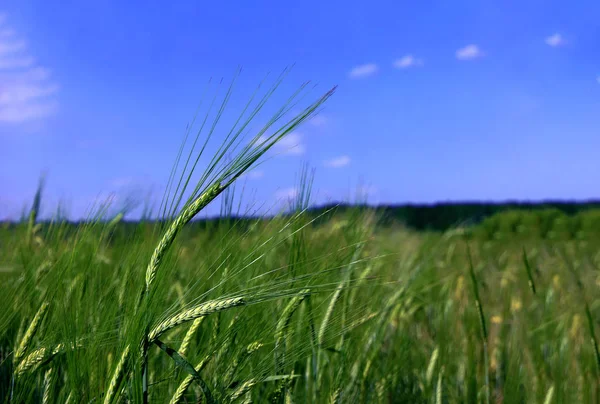 Épis Blé Dans Champ — Photo