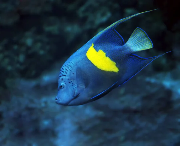 Niebieski Ryb Żółtym Głęboki Ocean Widok Lewej Strony — Zdjęcie stockowe
