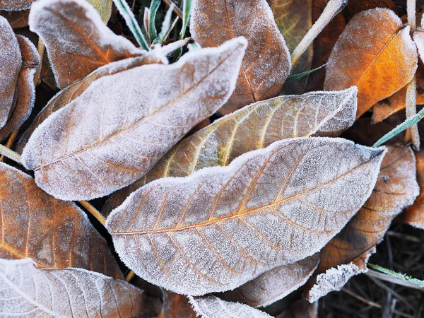 Frozen Icy Leaf Ground — Stock Photo, Image