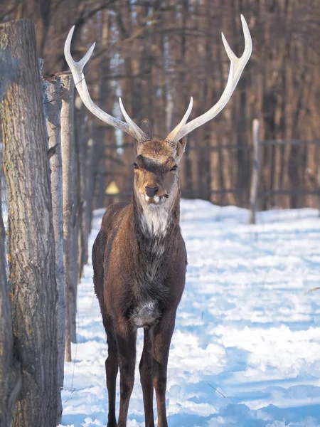 Deer Snowy Forest Sun Close — Stock Photo, Image